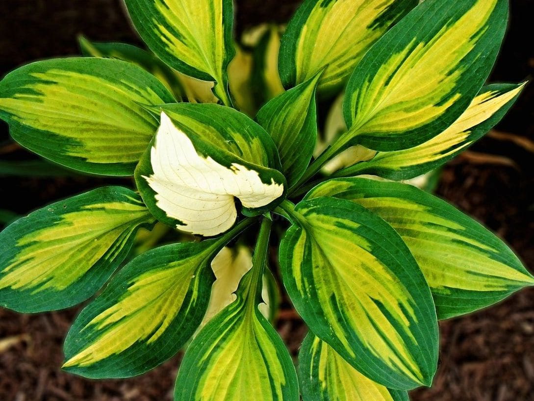 Zonstal Garden 6