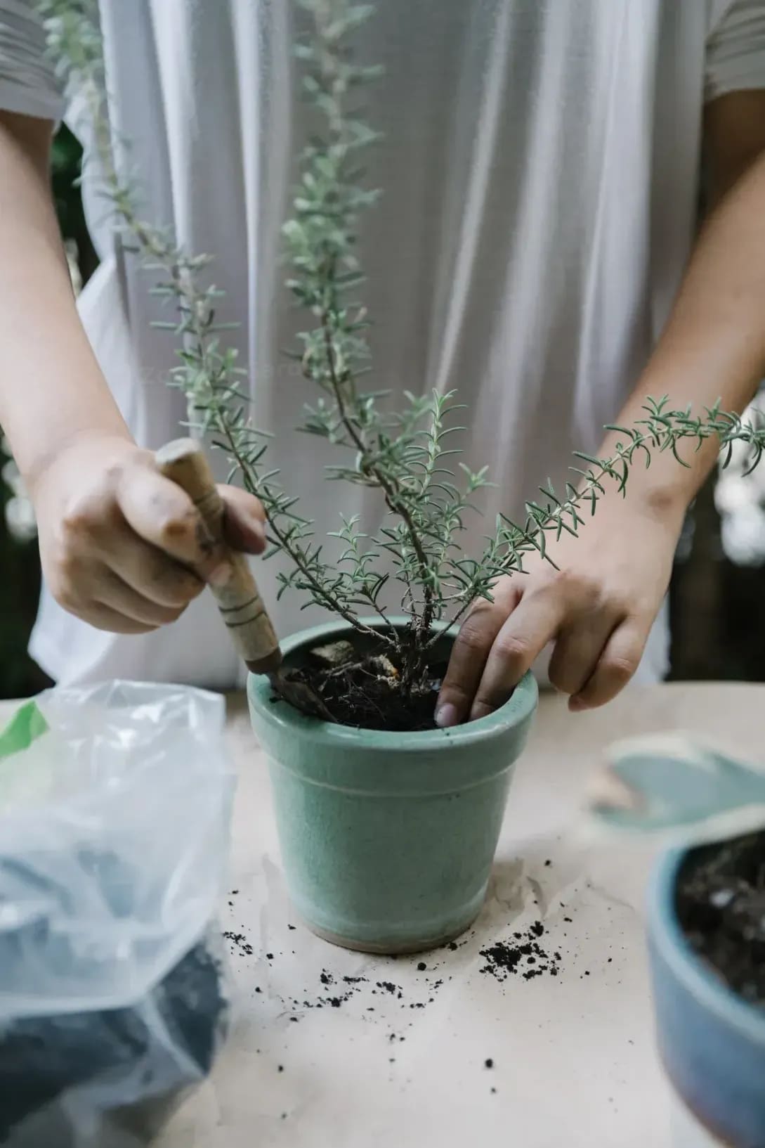 季節の寄せ植え・プランター提案